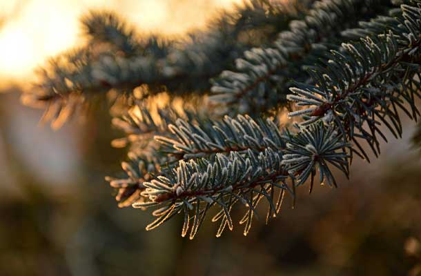 Bois de sapin