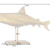 Dimensions du requin sur socle