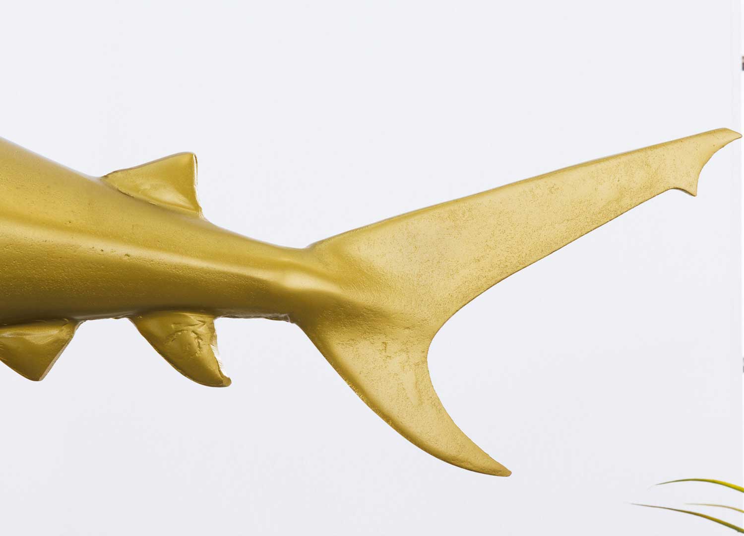 Nageoire du requin doré